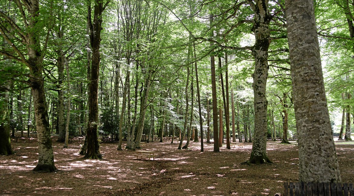 unesco faggete vetuste - Viaggio in Italia